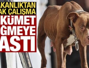 3 bakanlık köpek meselesiyle ilgili harekete geçti