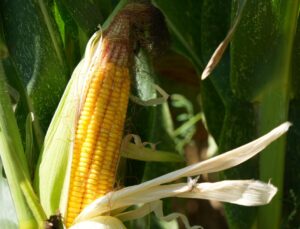 Bafra Ovası’nda 80 bin dekar alanda silajlık mısır hasadı başladı