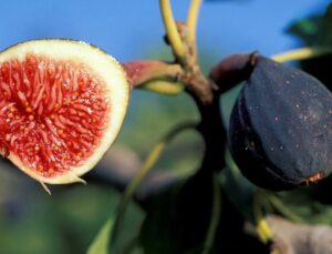 Kuru ve taze incirin yararları nelerdir? Aç karnına kuru incir yenir mi?