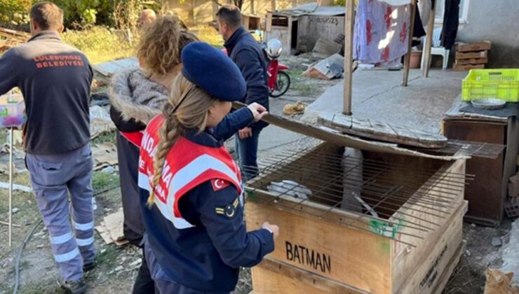 Yasaklı ırk köpek besleyen şahsa 317 bin 544 lira ceza