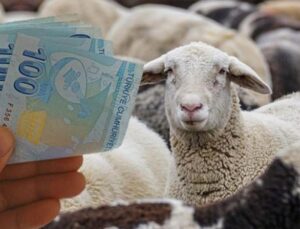 Küçükbaş hayvan dayanağı ne vakit verilecek? Takvim açıklandı!