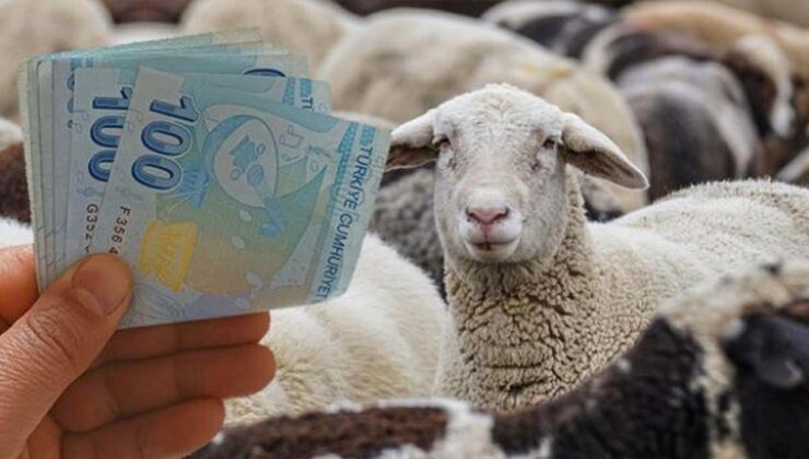 Küçükbaş hayvan dayanağı ne vakit verilecek? Takvim açıklandı!