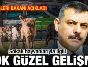 İçişleri Bakanı’ndan sokak hayvanları açıklaması: Yüzde 75’i toplandı