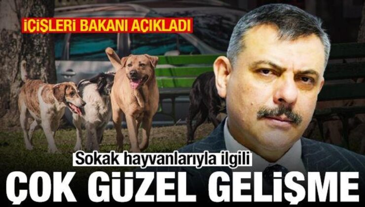 İçişleri Bakanı’ndan sokak hayvanları açıklaması: Yüzde 75’i toplandı