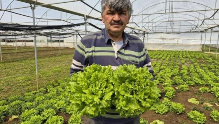 Tarlada 15, tezgahta 100 TL! Fiyatlardaki aracı” vurgununa isyan
