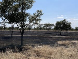 Konya’d ağaçlık alanda korkutan yangın